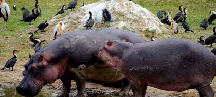 5-Day Uganda Wildlife & Gorilla Safari