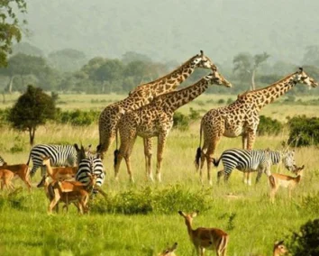 7-Day Uganda Adventure