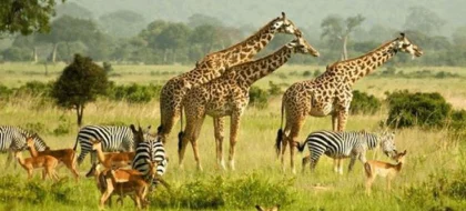 7-Day Uganda Adventure
