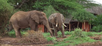 10 Day Kenya Safari
