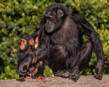 2-Day Ol Pejeta Conservancy Safari