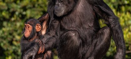 2-Day Ol Pejeta Conservancy Safari