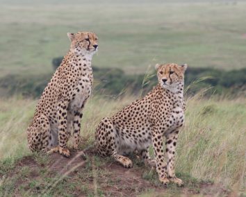 2-Day Maasai Mara Private Safari.