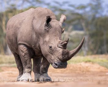 2-Day Lake Nakuru & Lake Naivasha Safari