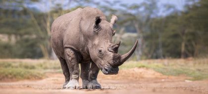 2-Day Lake Nakuru & Lake Naivasha Safari