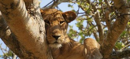 6-Day Uganda Adventure Safari