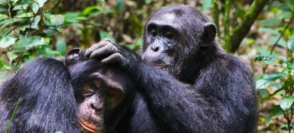3 Day Uganda Chimpanzee Trekking Safari