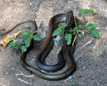 Meserani snake park