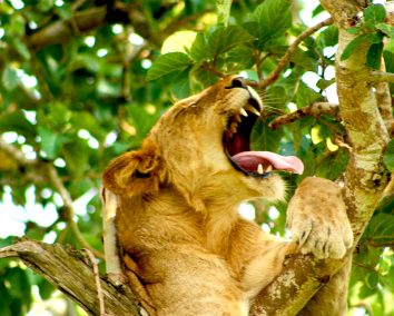 3 Day Queen Elizabeth National Park