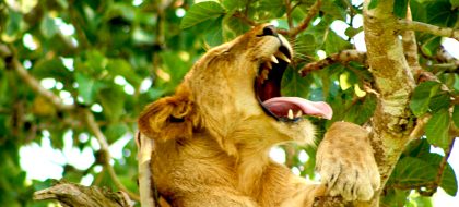 3 Day Queen Elizabeth National Park