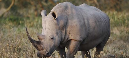 Meet with the Northern white Rhino