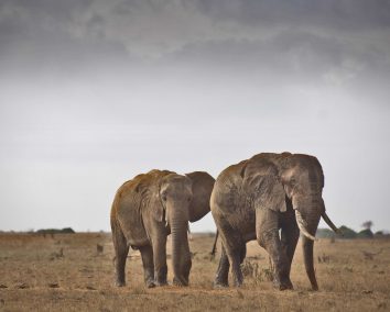 2-Day Malindi to Tsavo East Safari