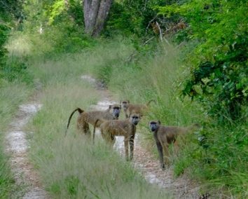 Arabuko Sokoke Forest Tour – Watamu