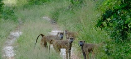 Arabuko Sokoke Forest Tour – Watamu