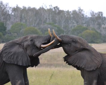 Arabuko Sokoke Forest Tour
