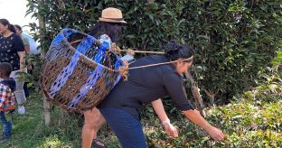 Purple Tea Farm Tour- Gatura Greens