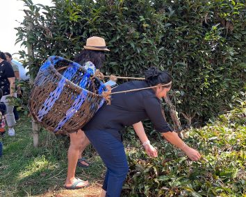 Purple Tea Farm Tour- Gatura Greens