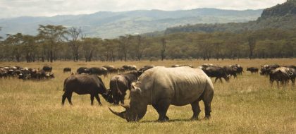 8-Day Kenya Group Joining Safari