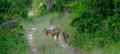 Arabuko Sokoke Forest Tour – Watamu