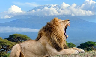 3-Day Amboseli & Kilimanjaro Fly In Safari From Mombasa