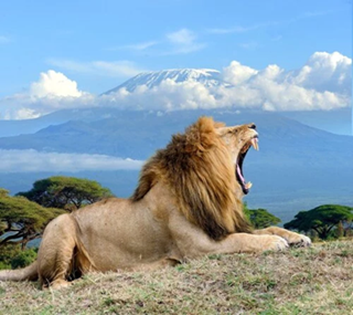 3-Day Amboseli & Kilimanjaro Fly In Safari From Mombasa