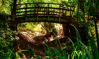 Ngare Ndare Forest Tour