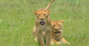 3-Day Mara Group Joining Safari