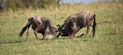 3-Day Mara Group Joining Safari