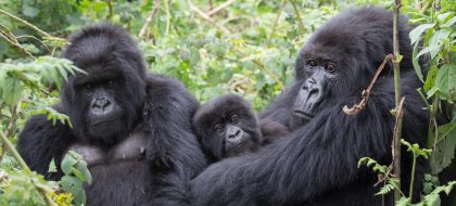 The Primate Trail: 8-Day Uganda Great Apes Safari