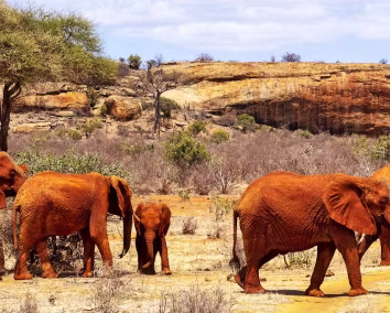 15 Day Kenya Group Joining Safari