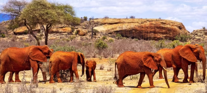 15 Day Kenya Group Joining Safari