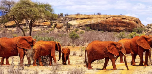 15 Day Kenya Group Joining Safari