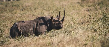 1-Day Nairobi Sunrise Safari & Ultimate Group City Tour.