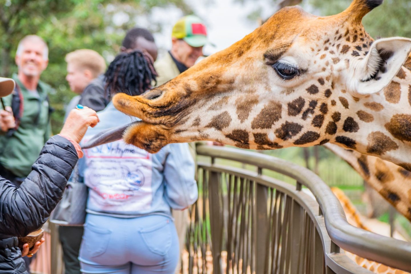 Hand feeding the giraffes