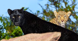 Black Leopard 4 Days Laikipia Safari Offer !!!