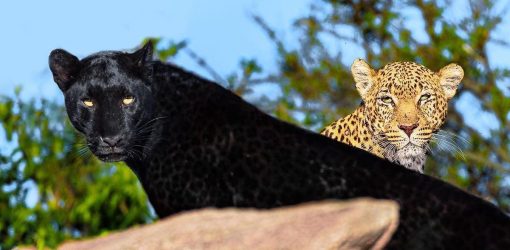 Black Leopard 4 Days Laikipia Safari Offer !!!