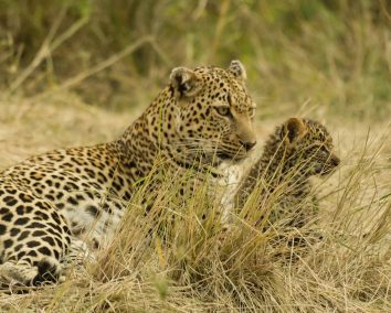 2-Day Maasai Mara By Road Safari.