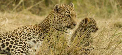 2-Day Maasai Mara By Road Safari.